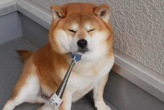 狗狗白內障症狀