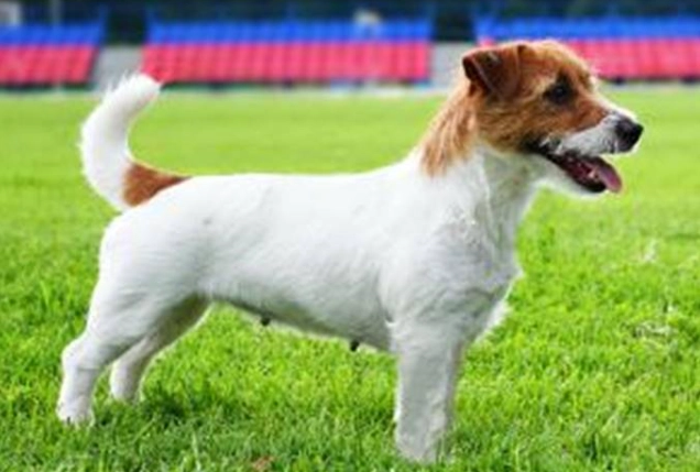 黑色素沉澱原因