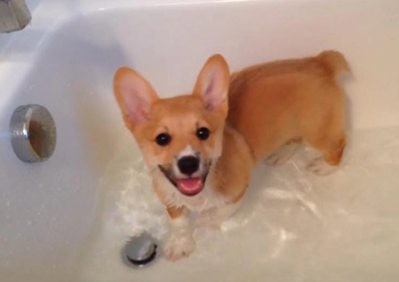 柯基洗澡注意事項