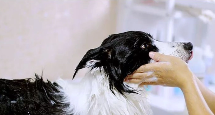 狗狗多久洗一次澡