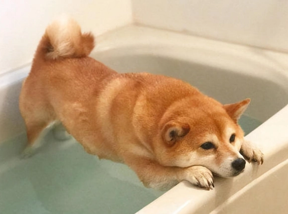 柴犬洗澡注意事項