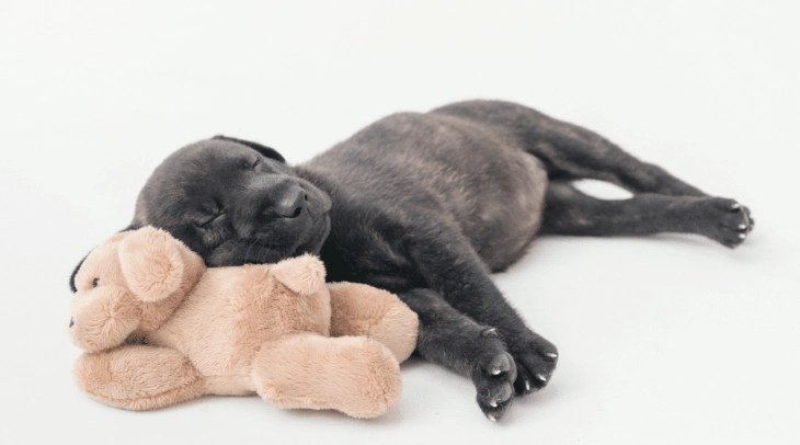 狗白內障術後護理