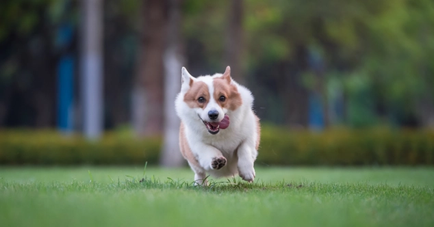 狗狗皮膚病吃什麼