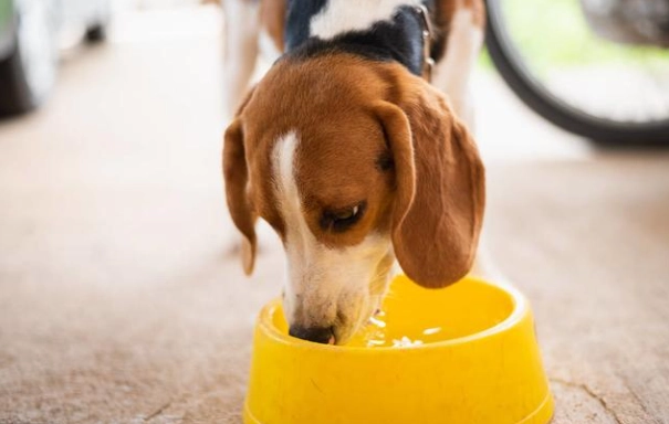 老年犬飲食