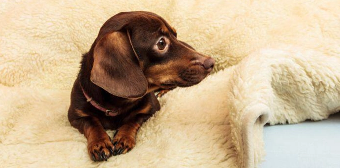 臘腸狗洗澡頻率