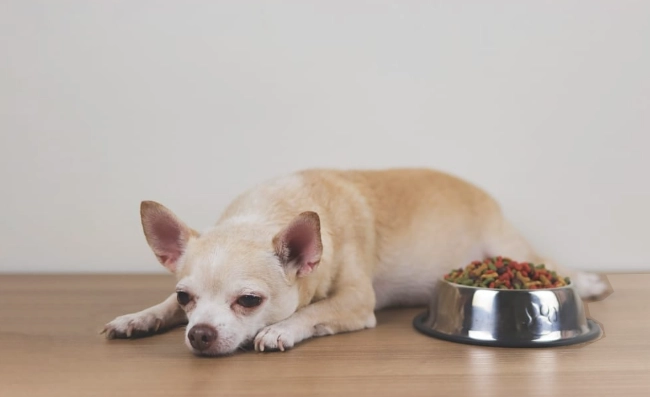 老年犬飲食問題