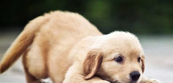 狗皮膚病結痂原因