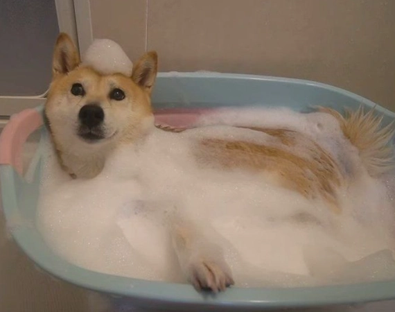 柴犬洗澡頻率指南：多久洗一次才健康？完整解析與常見錯誤