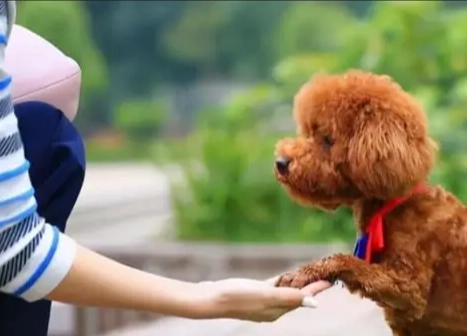 如何知道狗狗認主人