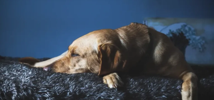 老年犬吠叫處理