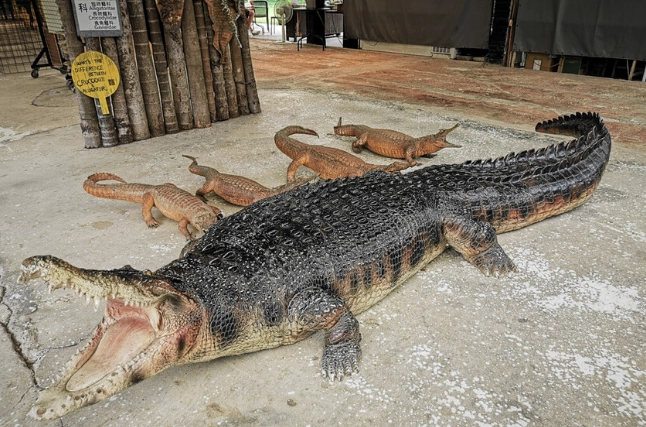 不一樣鱷魚農場
