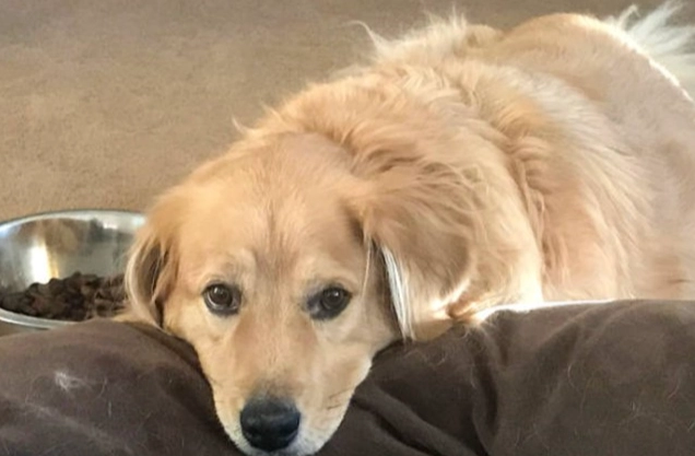 狗不吃飯怎麼辦