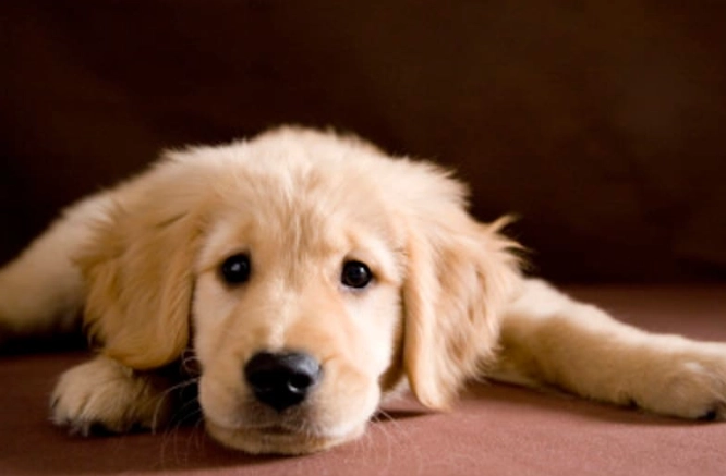 狗皮膚病結痂原因