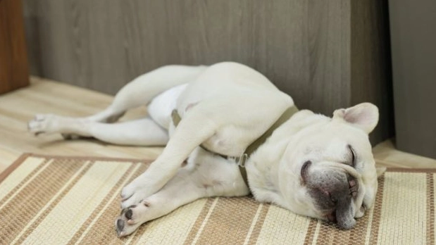 寵物皮膚病用藥