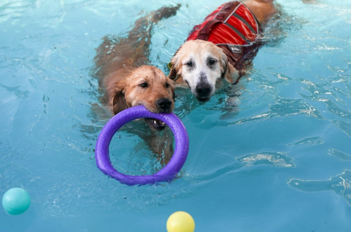 寵物友善景點 宜蘭