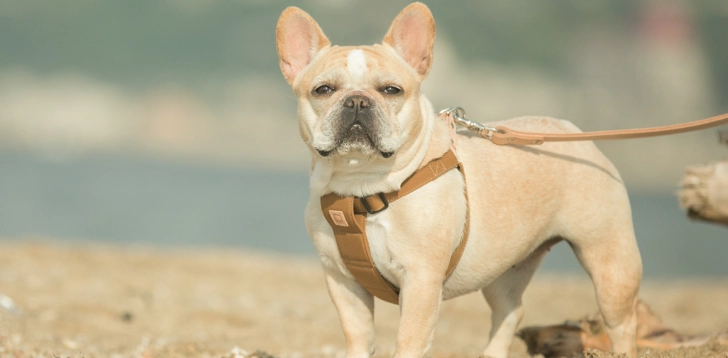 寵物友善景點 北部 寵物友善景點 北部