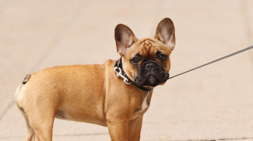 帶狗出遊 行程 帶狗出遊 行程