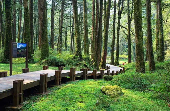 阿里山自由行攻略