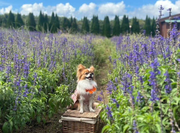 松樹門寵物住宿 松樹門寵物住宿