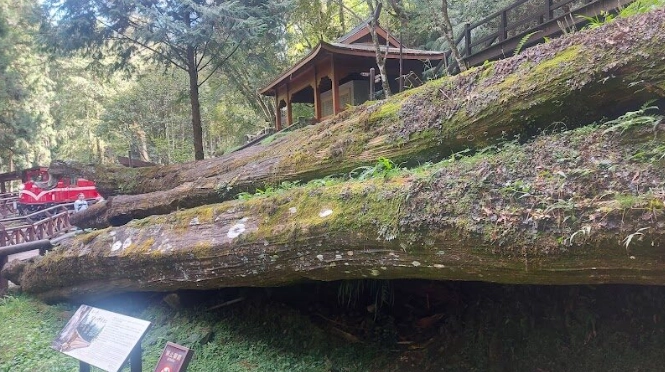 阿里山交通 阿里山交通