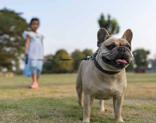北部帶狗一日遊
