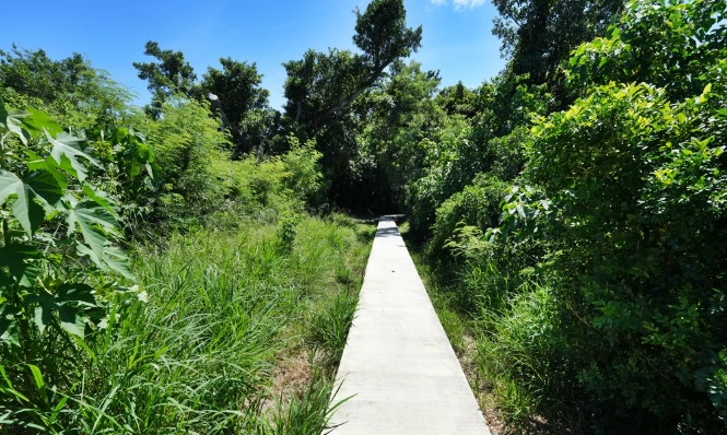 台東鯉魚山步道 台東鯉魚山步道