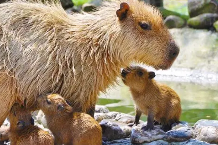 宜蘭動物農場推薦