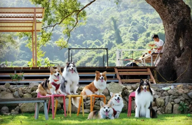 松樹門寵物公園 松樹門寵物公園