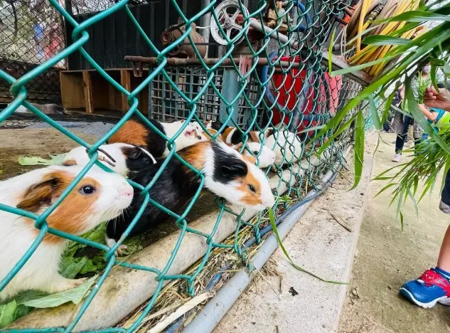 餵動物門票