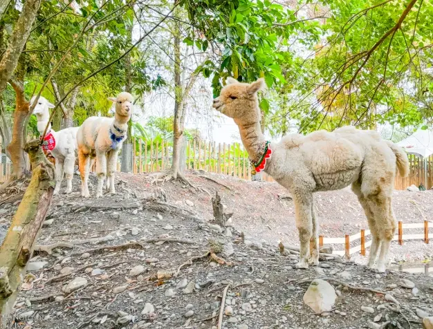 宜蘭親子農場 宜蘭親子農場