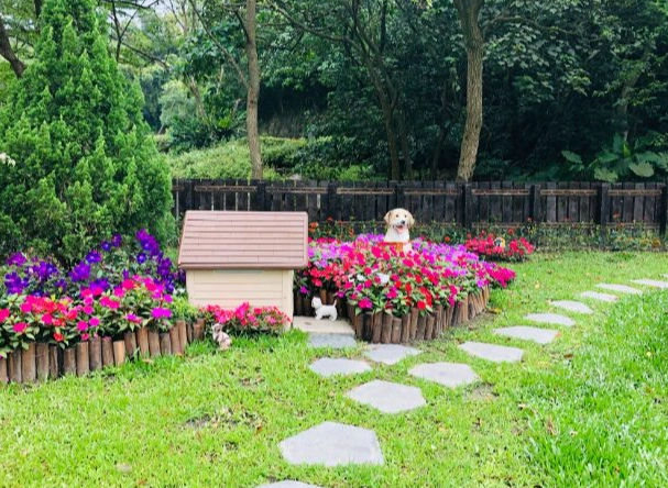 松樹門寵物美容 松樹門寵物美容