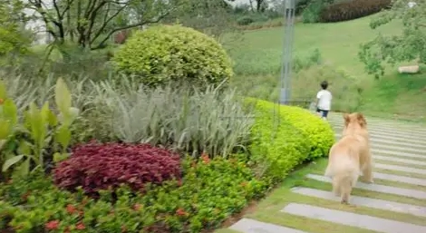 松樹門寵物住宿 松樹門寵物住宿