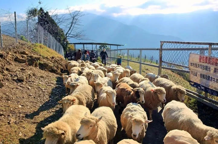 清境農場 清境農場