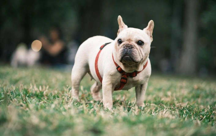 帶狗出遊 行程 帶狗出遊 行程