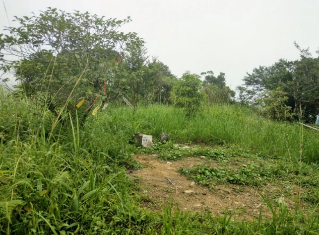 初音山榕樹社區 交通