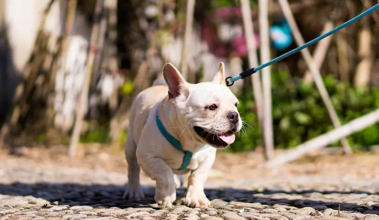 帶狗出遊 行程 帶狗出遊 行程