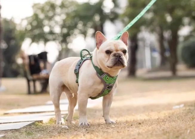 寵物友善景點 北部 寵物友善景點 北部