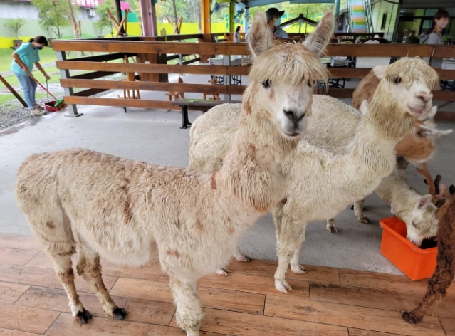 動物農場推薦 動物農場推薦