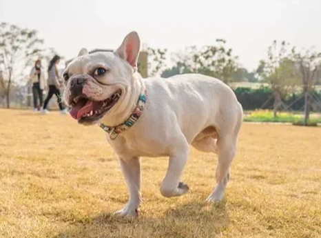 寵物友善景點 北部 寵物友善景點 北部