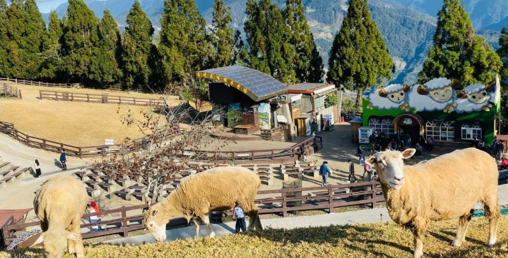 清境農場開車路況