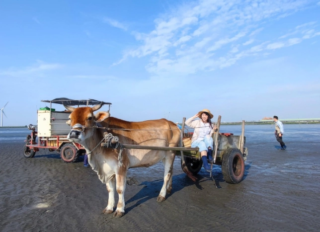 王功潮間帶生態