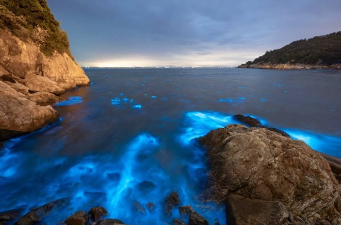 藍眼淚觀賞地點