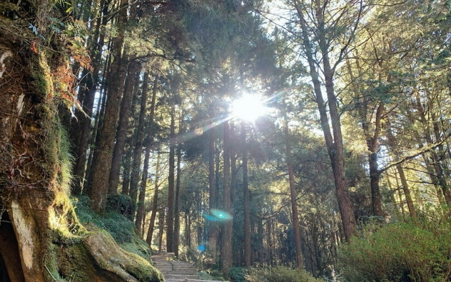 阿里山寵物規定