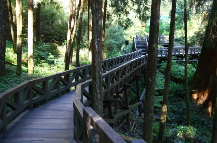 阿里山國家森林遊樂區 狗