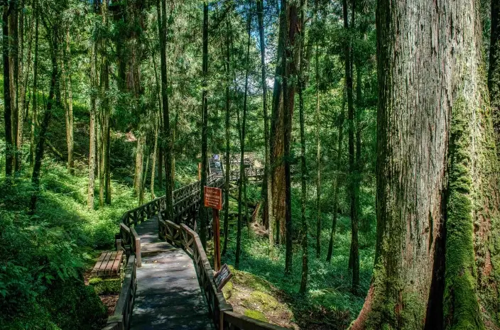 阿里山日出 時間