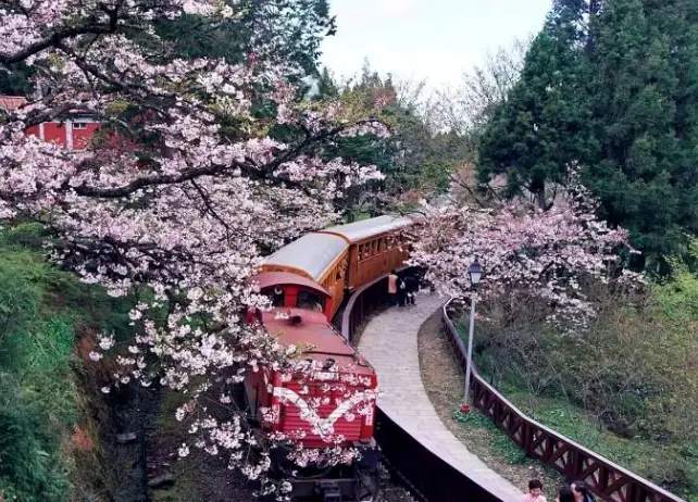 阿里山國家森林遊樂區 狗