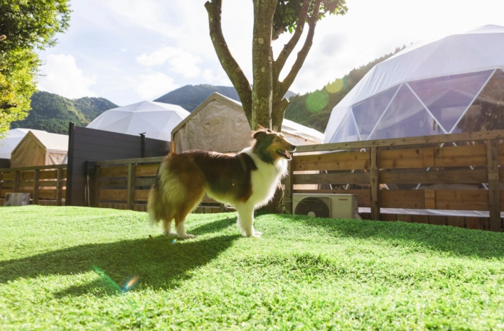 阿里山寵物寄放