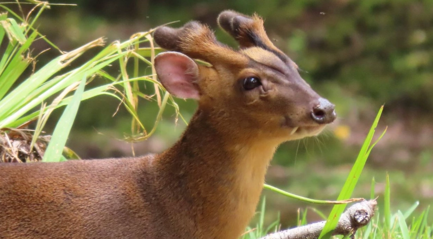 阿里山帶狗住宿