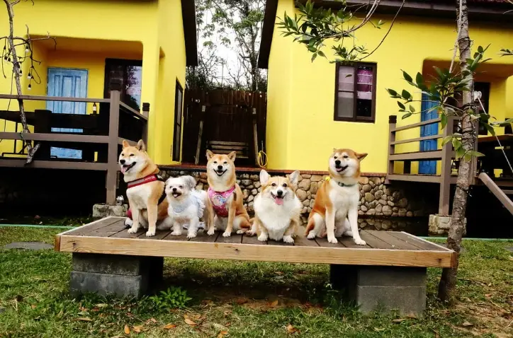 墾丁寵物友善景點