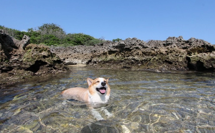 墾丁寵物友善景點